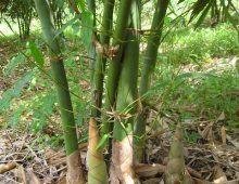 Bài học từ cây tre- cách sống ở đời.
